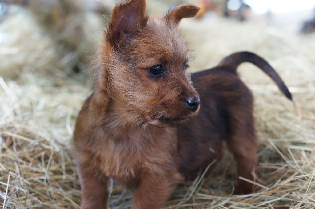 Ridgey Didge - Chiot disponible  - Australian Terrier