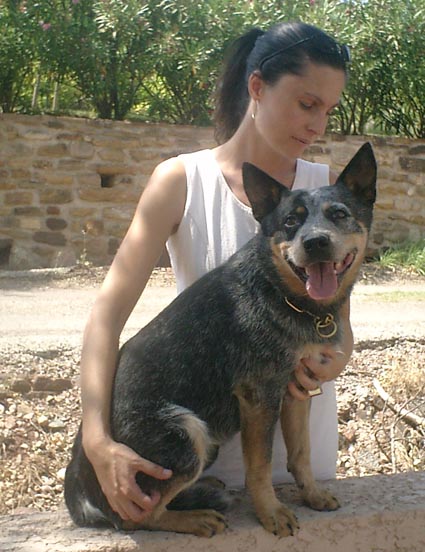 CH. Ridgey Didge Blue dog de la vallée des hibiscus