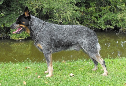 Ridgey Didge Digger blue spirit