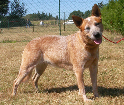 CH. Ridgey Didge Dusty red dinga