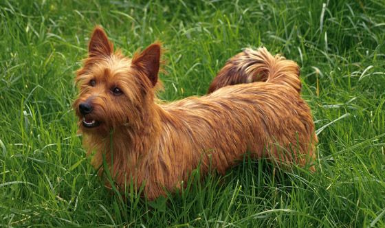 mongrel's Jaffa