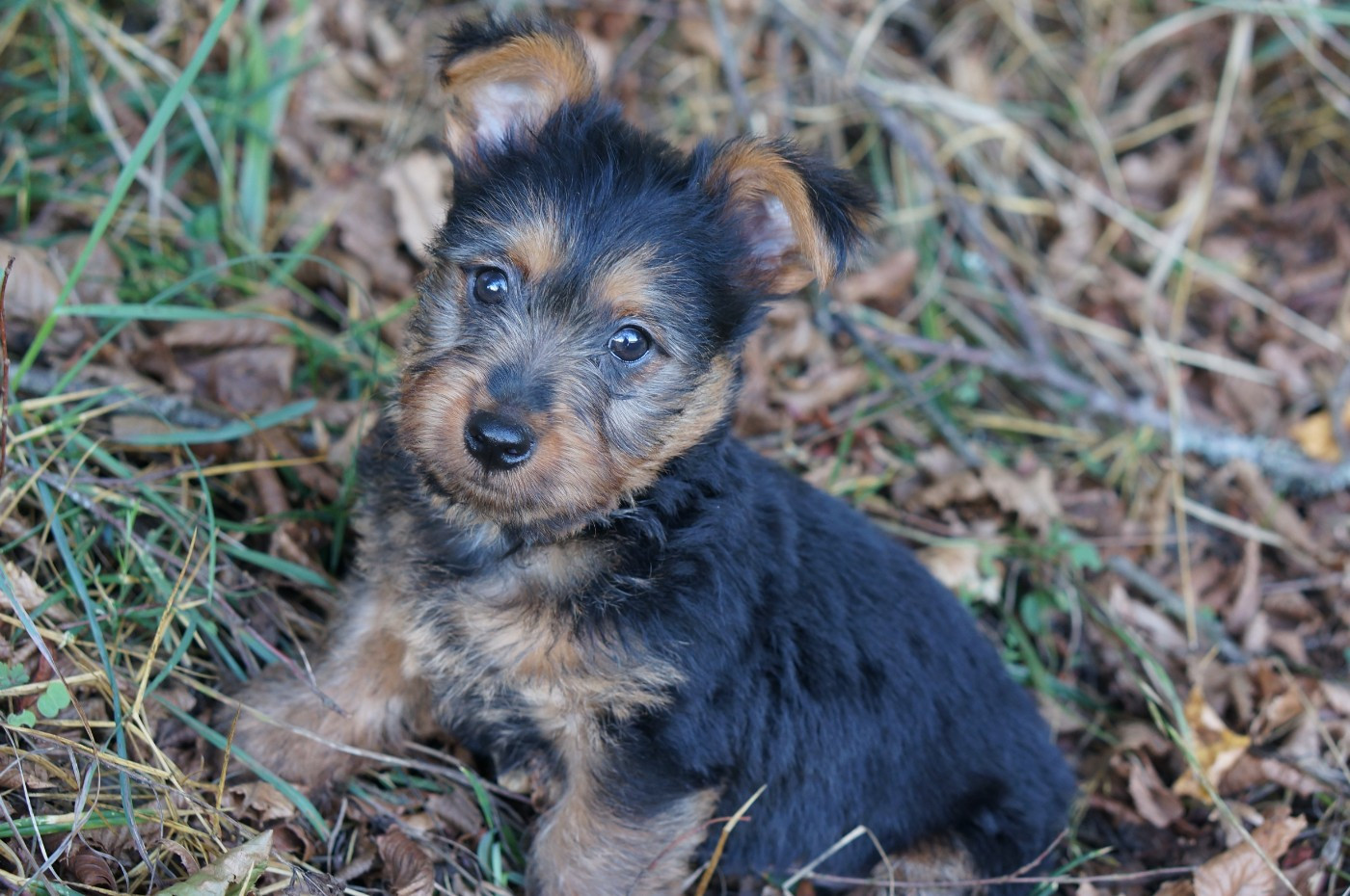 CHIOT MALE BLEU ET FEU DISPONIBLE