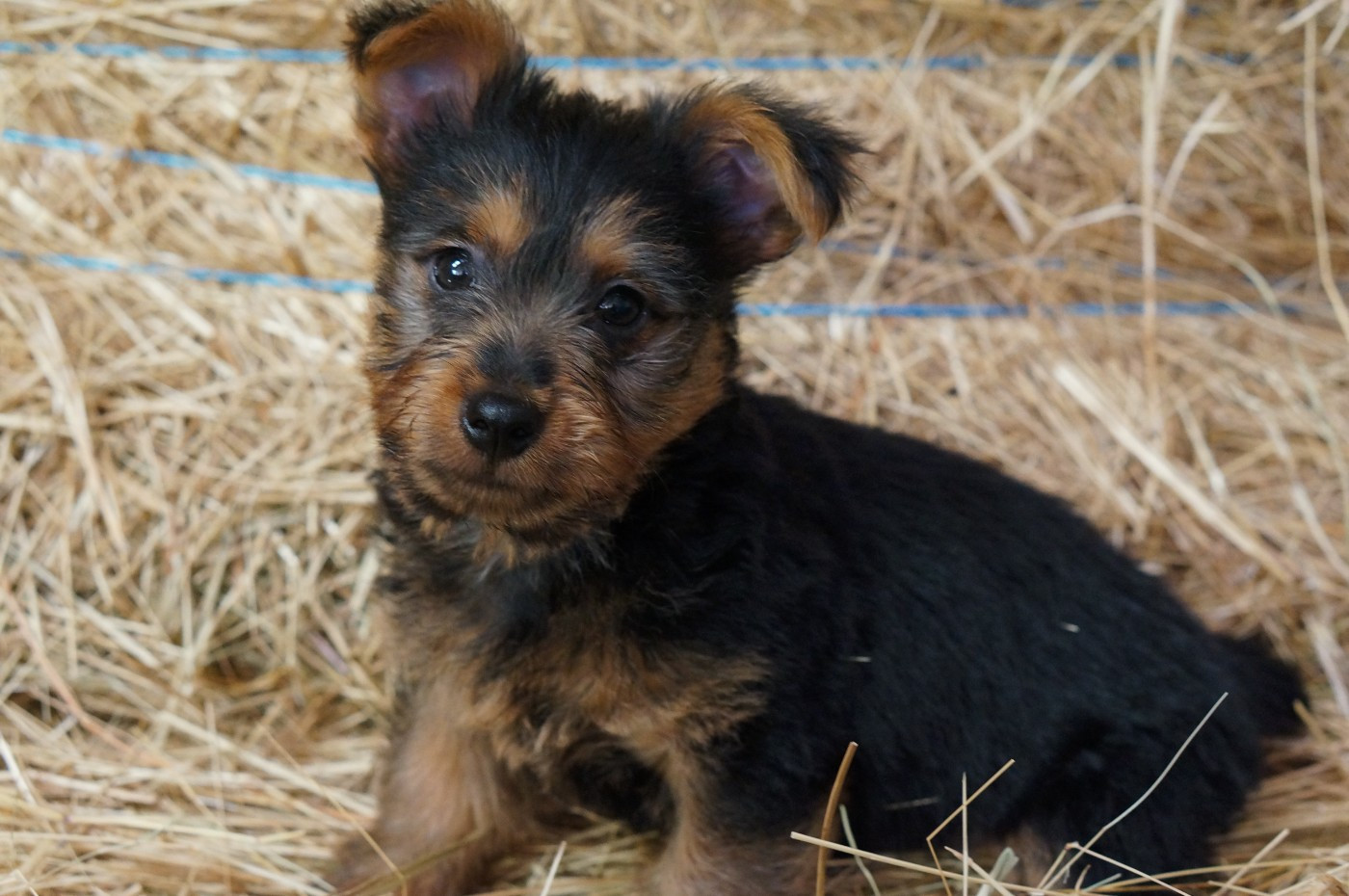 Ridgey Didge - Chiots disponibles - Australian Terrier
