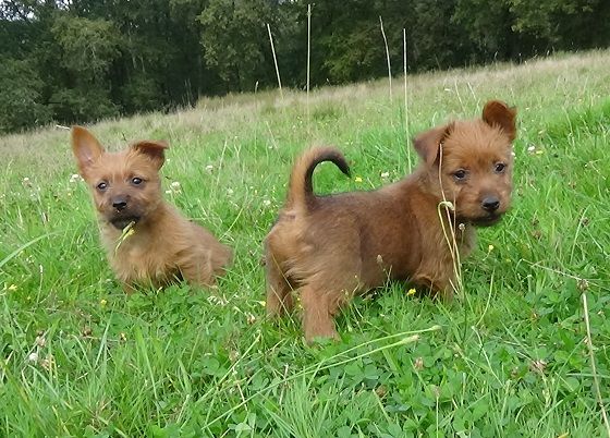 Ridgey Didge - Australian Terrier - Portée née le 10/11/2022
